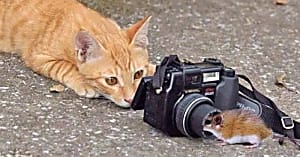 Perfectamente divertidas: fotos divertidas de gatos que te harán sonreír 