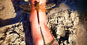 Momentos fascinantes congelados en el tiempo que aturdirán tu cerebro