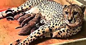 Leopardo pare camada, pero el cuidador del zoo dice: “Estos no son leopardo